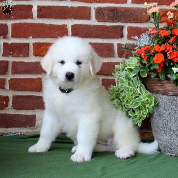 Storm, Great Pyrenees Puppy